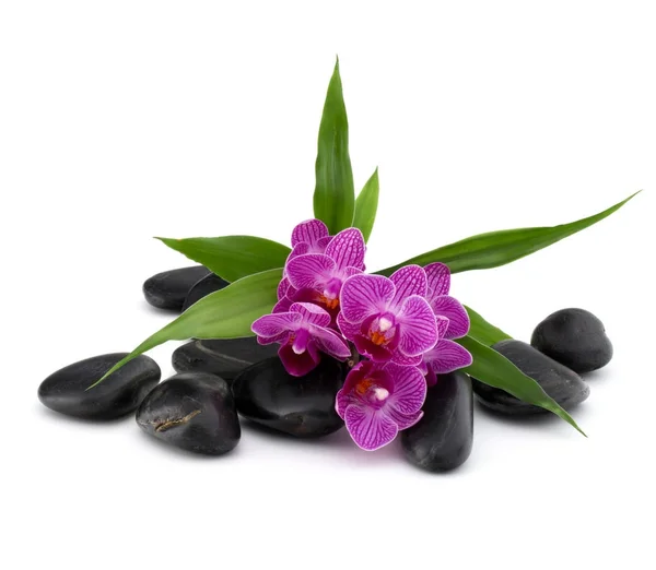 Zen βότσαλα και orchid λουλούδια — Φωτογραφία Αρχείου