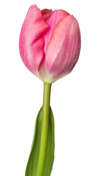 Fiore di tulipano su bianco — Foto Stock
