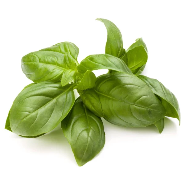 Sweet basil liści zioło — Zdjęcie stockowe