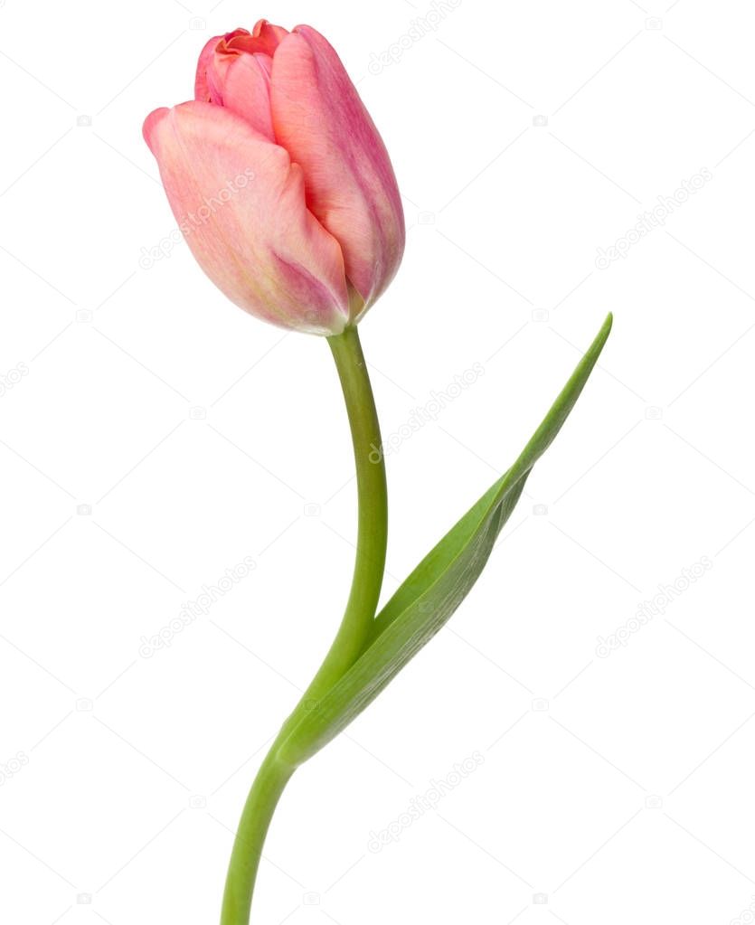  tulip flower on white