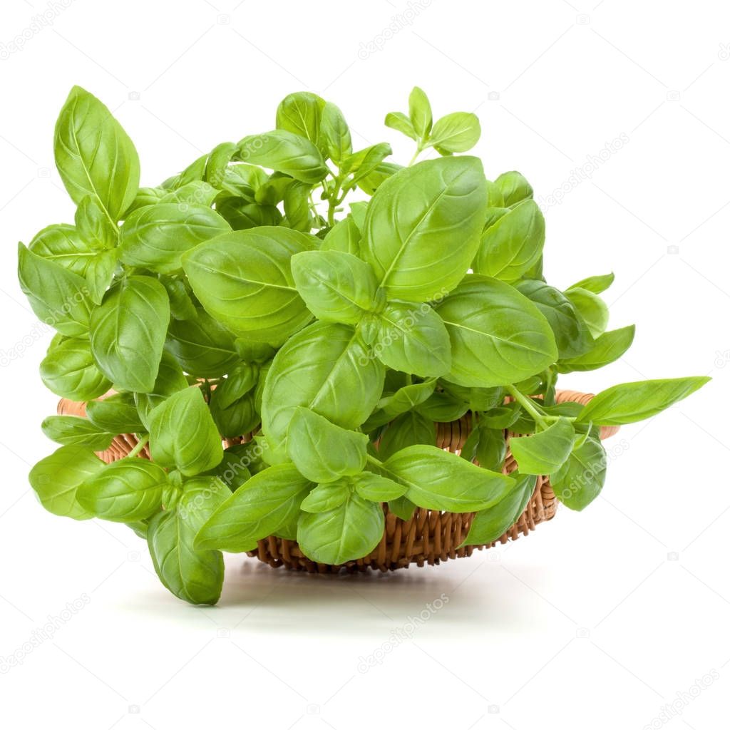 Sweet basil herb leaves 