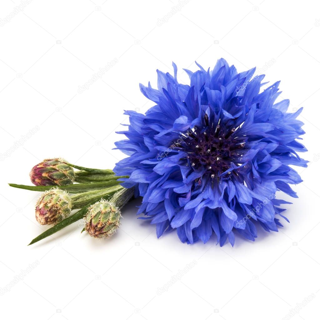 Blue Cornflower Flower