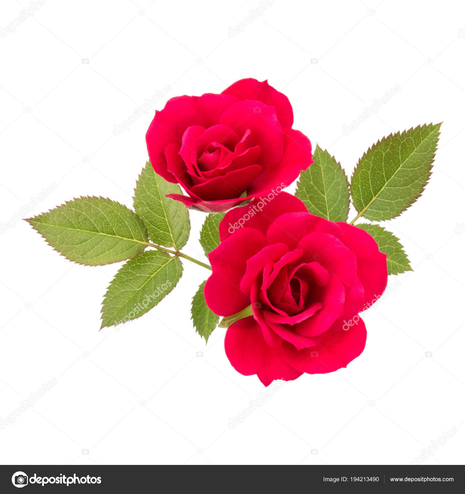 Two Red Rose Flowers Leaves White