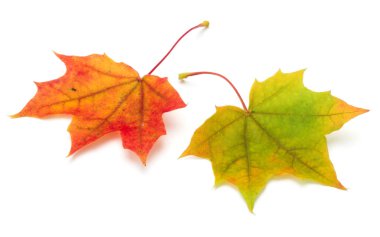 beyaz izole renkli sonbahar akçaağaç yaprakları