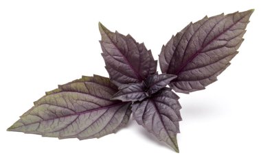 Beyaz arka plan üzerinde izole kırmızı taze fesleğen bitki yaprakları