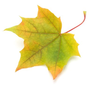 renkli sonbahar akçaağaç yaprağı üzerinde beyaz izole