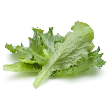 Beyaz arka plan üzerinde izole taze yeşil hindiba salata yaprakları