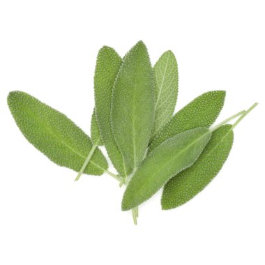 beyaz zemin üzerinde izole adaçayı yaprakları 