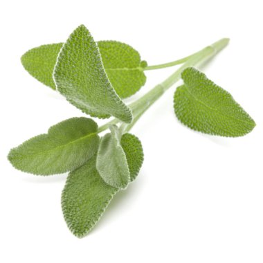 beyaz zemin üzerinde izole adaçayı yaprakları 