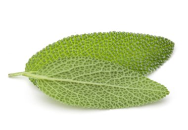 beyaz zemin üzerinde izole adaçayı yaprakları 