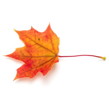 renkli sonbahar akçaağaç yaprağı üzerinde beyaz izole