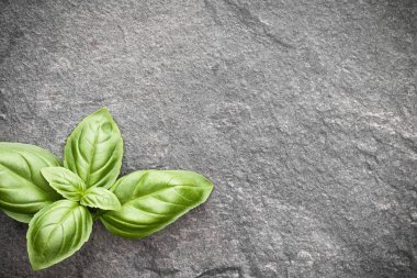 Gri taş zemin üzerine tatlı fesleğen yaprağı