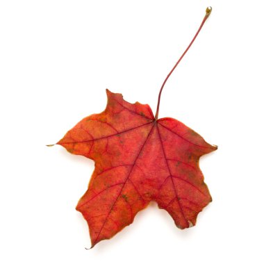 renkli sonbahar akçaağaç yaprağı üzerinde beyaz izole