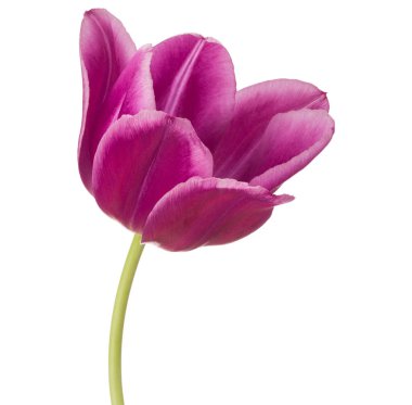 Lila Lale çiçek beyaz arka plan üzerinde izole kafa