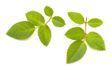 Beyaz arkaplanda yeşil gül yaprakları izole 