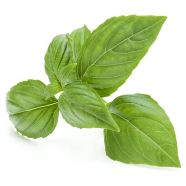 Taze yeşil fesleğen yaprakları beyaz arkaplanda izole.