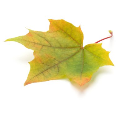 renkli sonbahar akçaağaç yaprağı üzerinde beyaz izole