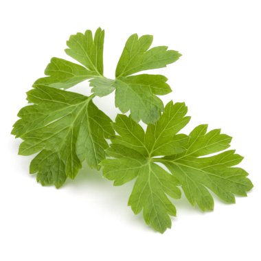 Beyaz arka planda taze maydanoz yaprakları