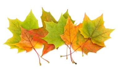 izole üzerinde beyaz arka plan renkli sonbahar akçaağaç yaprakları