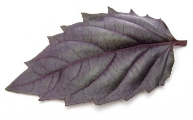 Beyaz arka plan üzerinde izole kırmızı taze fesleğen bitki yaprak