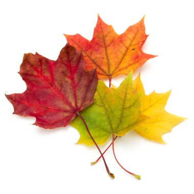 izole üzerinde beyaz arka plan renkli sonbahar akçaağaç yaprakları