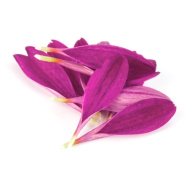 Beyaz arka plan üzerinde izole leylak krizantem çiçek yaprakları