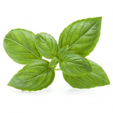 Taze yeşil fesleğen yaprakları beyaz arkaplanda izole.