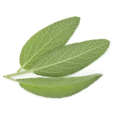 beyaz zemin üzerinde izole adaçayı yaprakları 