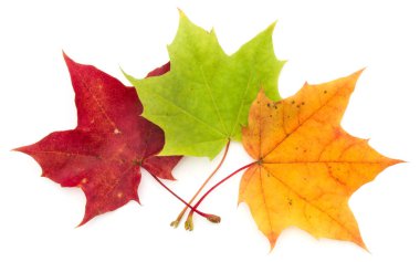 izole üzerinde beyaz arka plan renkli sonbahar akçaağaç yaprakları