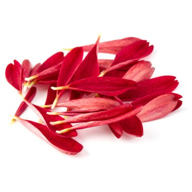 Beyaz zemin üzerine kırmızı krizantem çiçek yaprakları