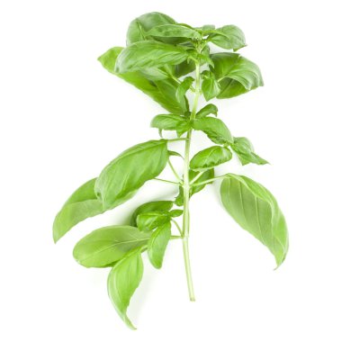 Beyaz arkaplanda tatlı fesleğen yaprakları