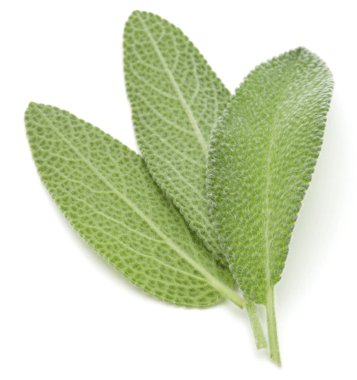 beyaz zemin üzerinde izole adaçayı yaprakları 