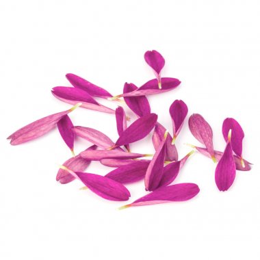 Beyaz arka plan üzerinde izole leylak krizantem çiçek yaprakları