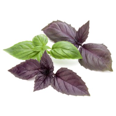 Beyaz arka plan üzerinde izole karışık kırmızı ve yeşil taze fesleğen bitki yaprakları