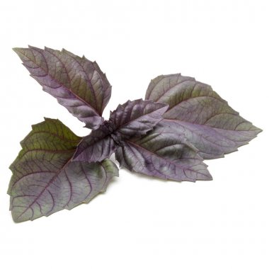 Beyaz arka plan üzerinde izole kırmızı taze fesleğen bitki yaprakları