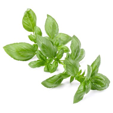 İzole üzerinde beyaz arka plan fesleğen bitki yaprakları