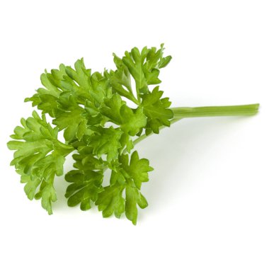 Beyaz arka plan üzerinde izole demet maydanoz yaprakları 
