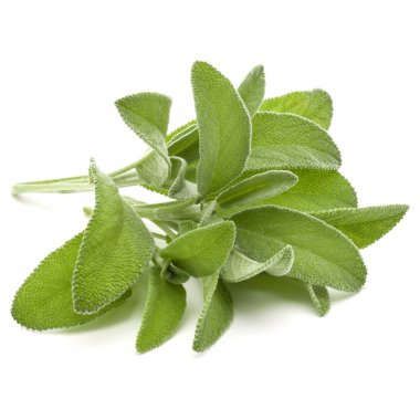 beyaz zemin üzerinde izole adaçayı yaprakları 