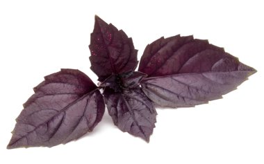 Beyaz arka plan üzerinde izole kırmızı taze fesleğen bitki yaprakları