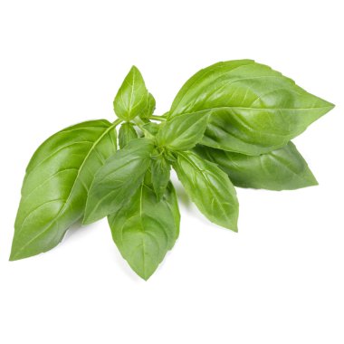 İzole üzerinde beyaz arka plan fesleğen bitki yaprakları