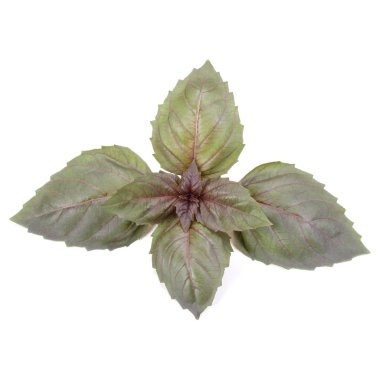 Beyaz arka plan üzerinde izole kırmızı fesleğen bitki yaprakları