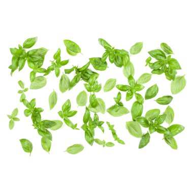 Beyaz arkaplanda tatlı fesleğen yaprakları