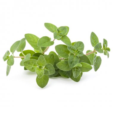 Kekik veya mercanköşk izole üzerinde beyaz arka plan bırakır 