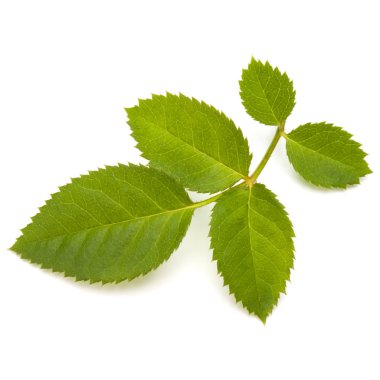 Beyaz arka plan üzerinde izole gül yaprak yeşil 