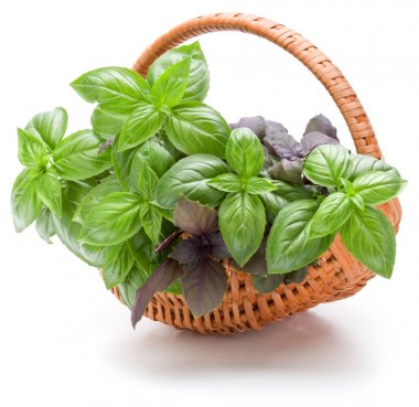 Beyaz arka plan üzerinde izole hasır sepet içinde fesleğen bitki yaprakları 