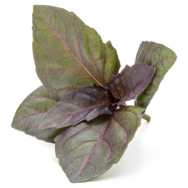 Beyaz arka plan üzerinde izole kırmızı taze fesleğen bitki yaprakları