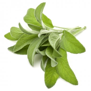 beyaz zemin üzerinde izole adaçayı yaprakları 