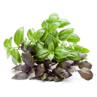 Çeşitleri fesleğen yaprakları üzerinde izole beyaz arka plan