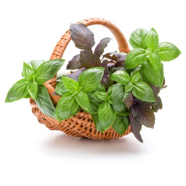 Beyaz arka plan üzerinde izole hasır sepet içinde fesleğen bitki yaprakları 