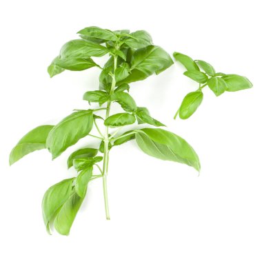 Beyaz arkaplanda tatlı fesleğen yaprakları